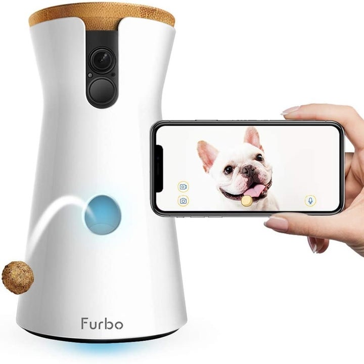 The Furbo dispensing a treat with a hand holding a phone showing the app view of the dog on camera