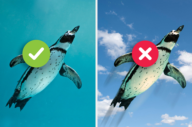 A penguin swimming and a penguin flying in the sky – which one is correct