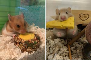 A hamster eating a circular treat and a hamster eating a cheese-shaped treat