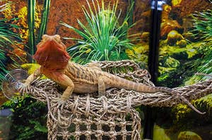 lizard on a hammock 