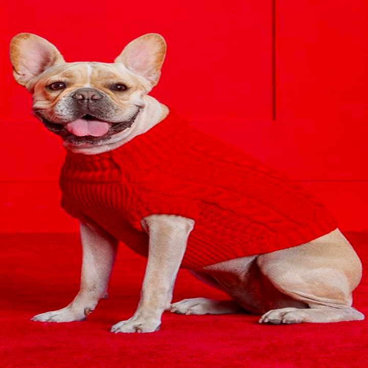 Red knit sweater on dog 