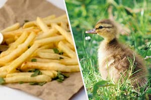 A duckling staring at french fries