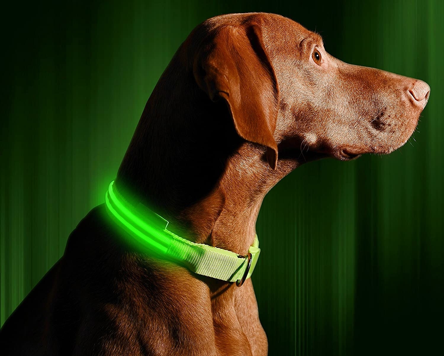 A dog in a neon green light up collar 
