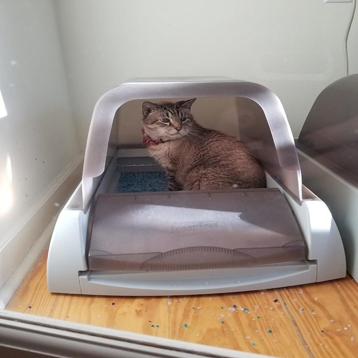 Reviewer photo of cat inside litter box