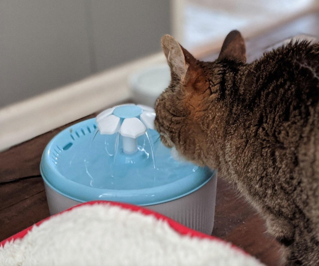 A cat using the water fountain 