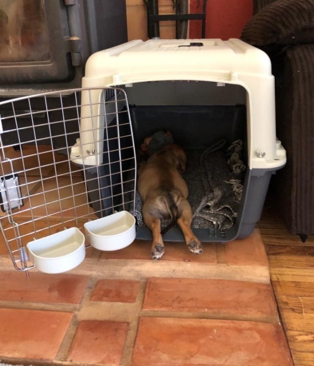 reviewer's dog in a pet carrier