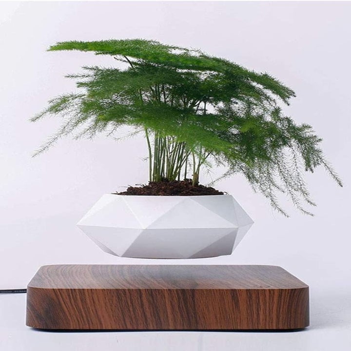 A geometric white planter filled with a bonsai tree that's levitating over a dark-colored wooden base