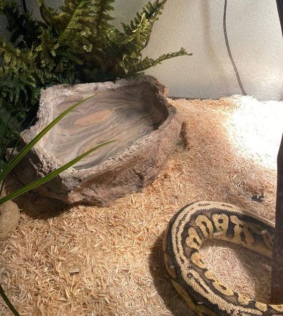 The pet bowl in a snake&#x27;s home