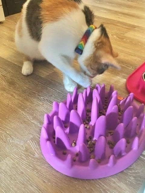 Reviewer&#x27;s cat playing with the spiky feeder