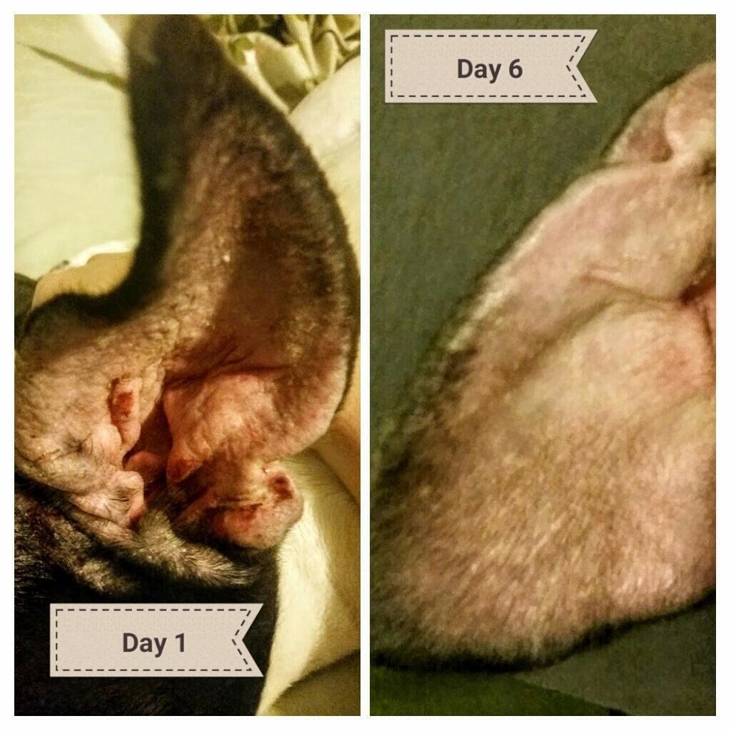 Reviewer image of infected dog ear on day 1 and healed ear on day 6 after using product