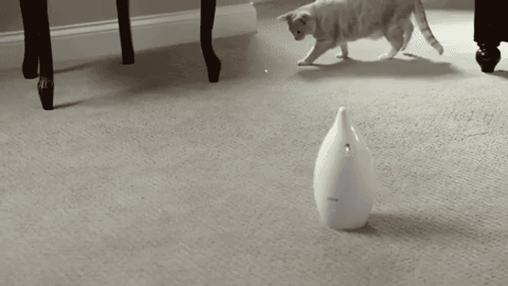 Gif of cats playing with laser toy
