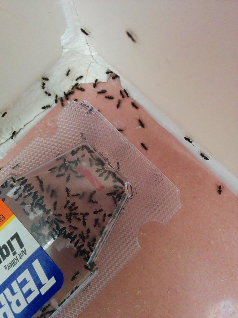 the bait container filled with ants trapped