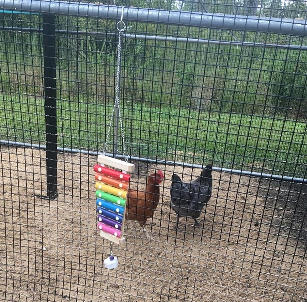 Reviewer image of brightly colored product in chicken coop