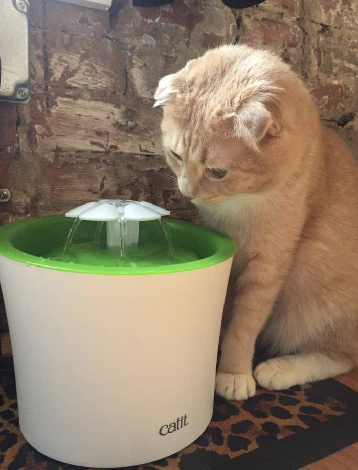 an orange cat looking at a green and white water fountain