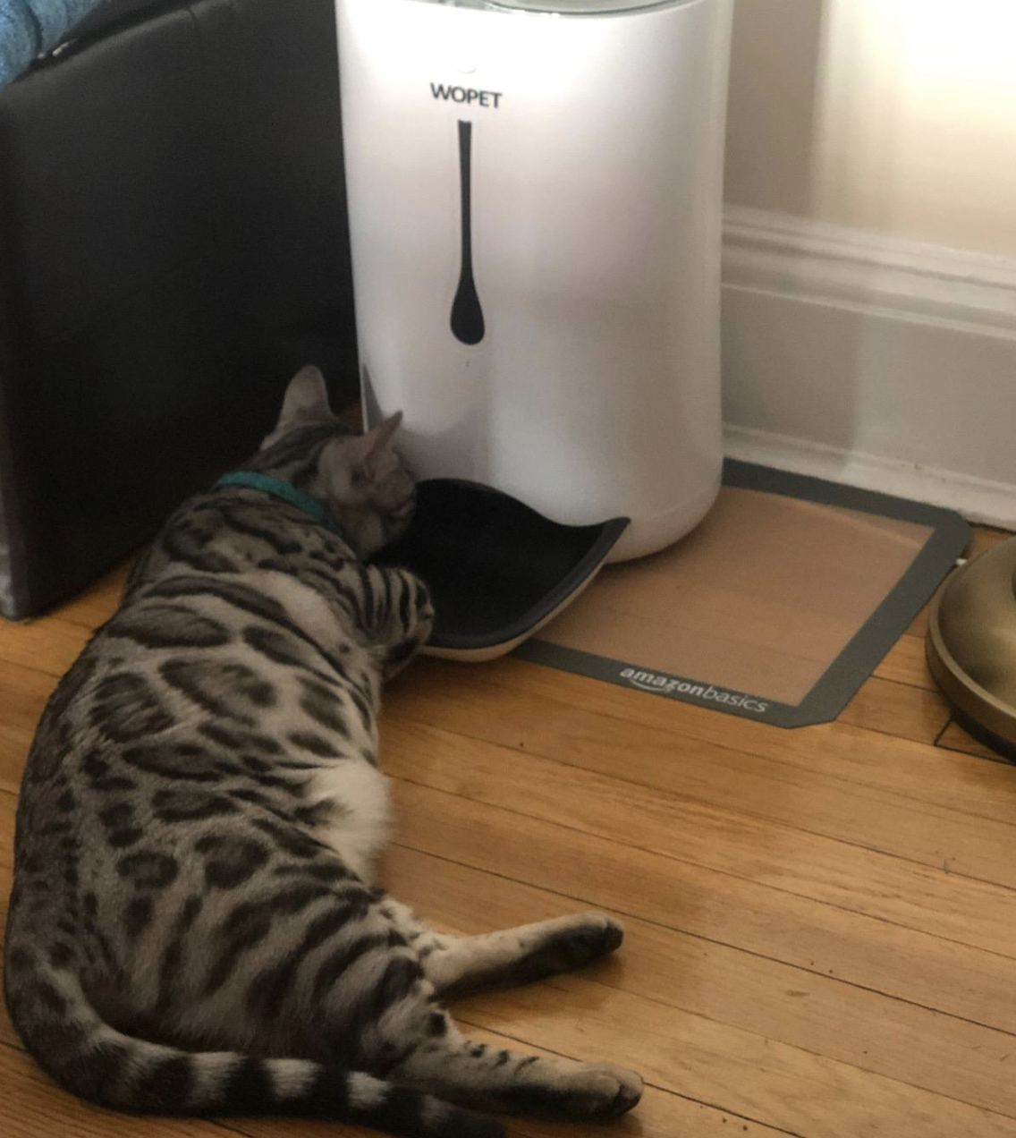 A beige cat with grey spots sitting in front of a white and black automatic dry food feeder