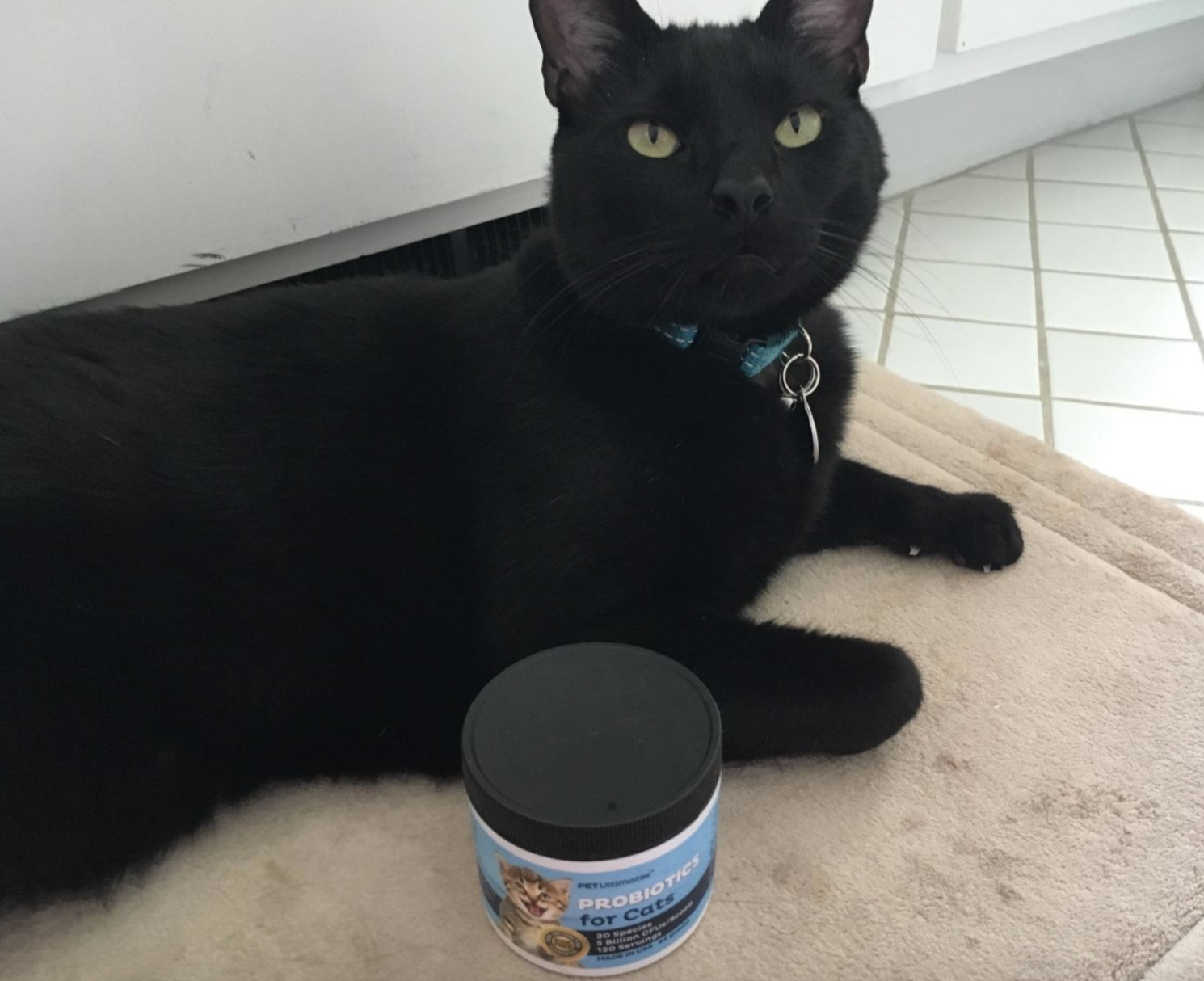 a black cat lounging in a kitchen with a probiotic on the floor in front of them