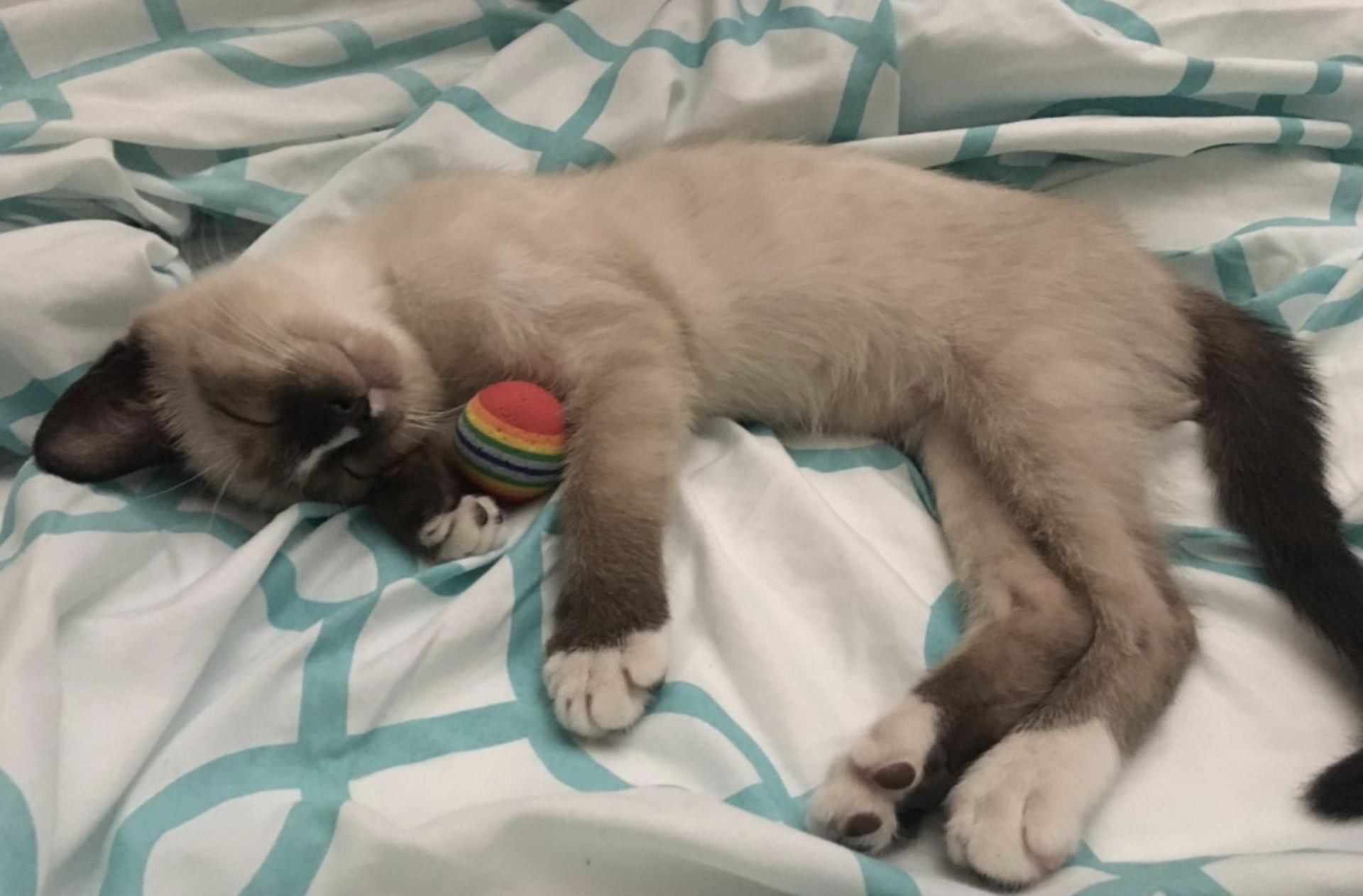 a Siamese kitten sleeping while cuddling a foam rainbow ball