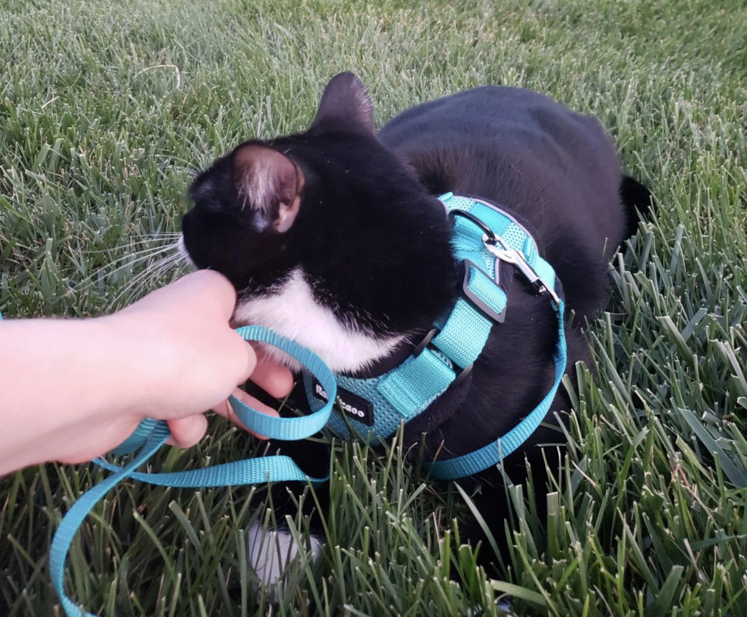 A black and white cat sitting in a field of grass, wearing a turquoise harness and leash