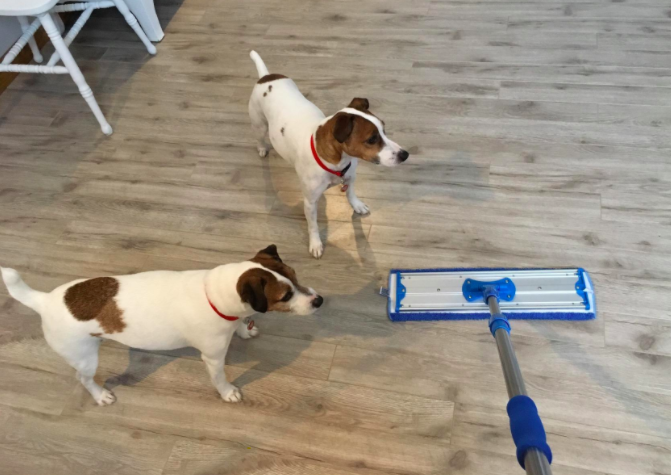 a reviewer&#x27;s photo of the mop in use next to two dogs 