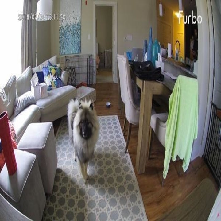 Reviewer screenshot of the Furbo camera view from their phone, showing their dog in the living room