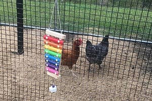 Reviewer image of brightly colored product in chicken coop
