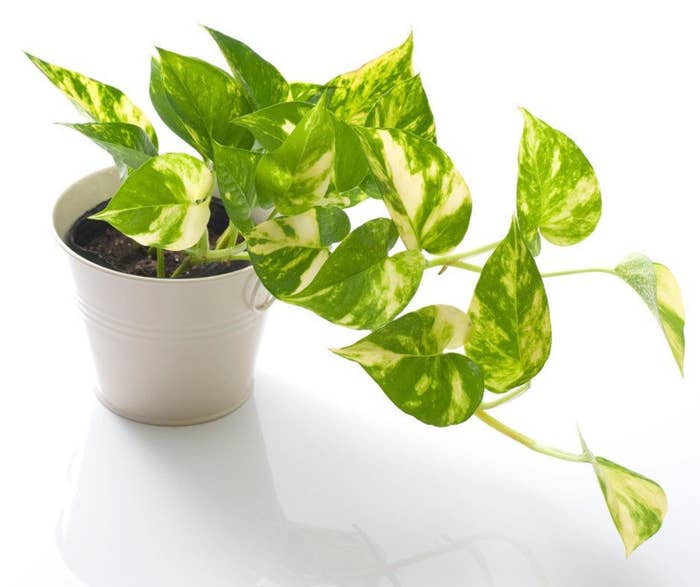 A pothos plant with marble leaves