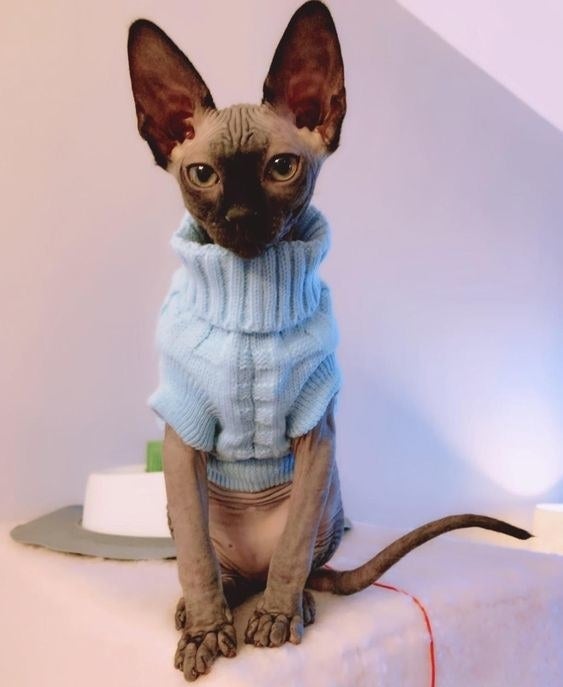 Reviewer&#x27;s Sphynx cat in a blue knit sweater