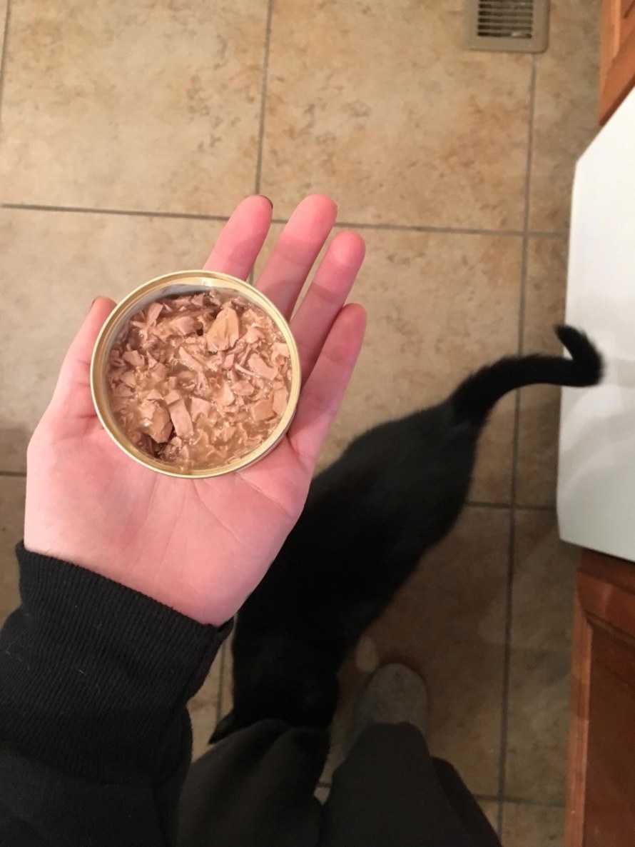 The pet cat food in a reviewer&#x27;s hand