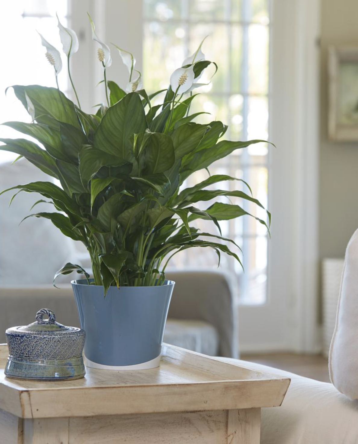 A flowering Peace Lily sitting on a table. It has large leaves and white flowers