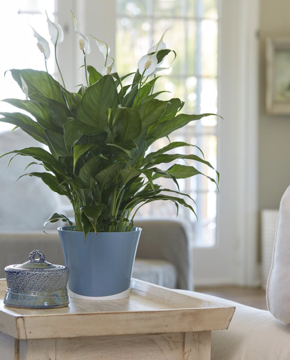 8 Easy-To-Take-Care-Of Air Purifying Plants