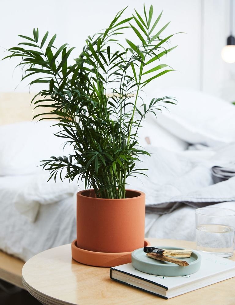 A parlor palm plant sitting on a table