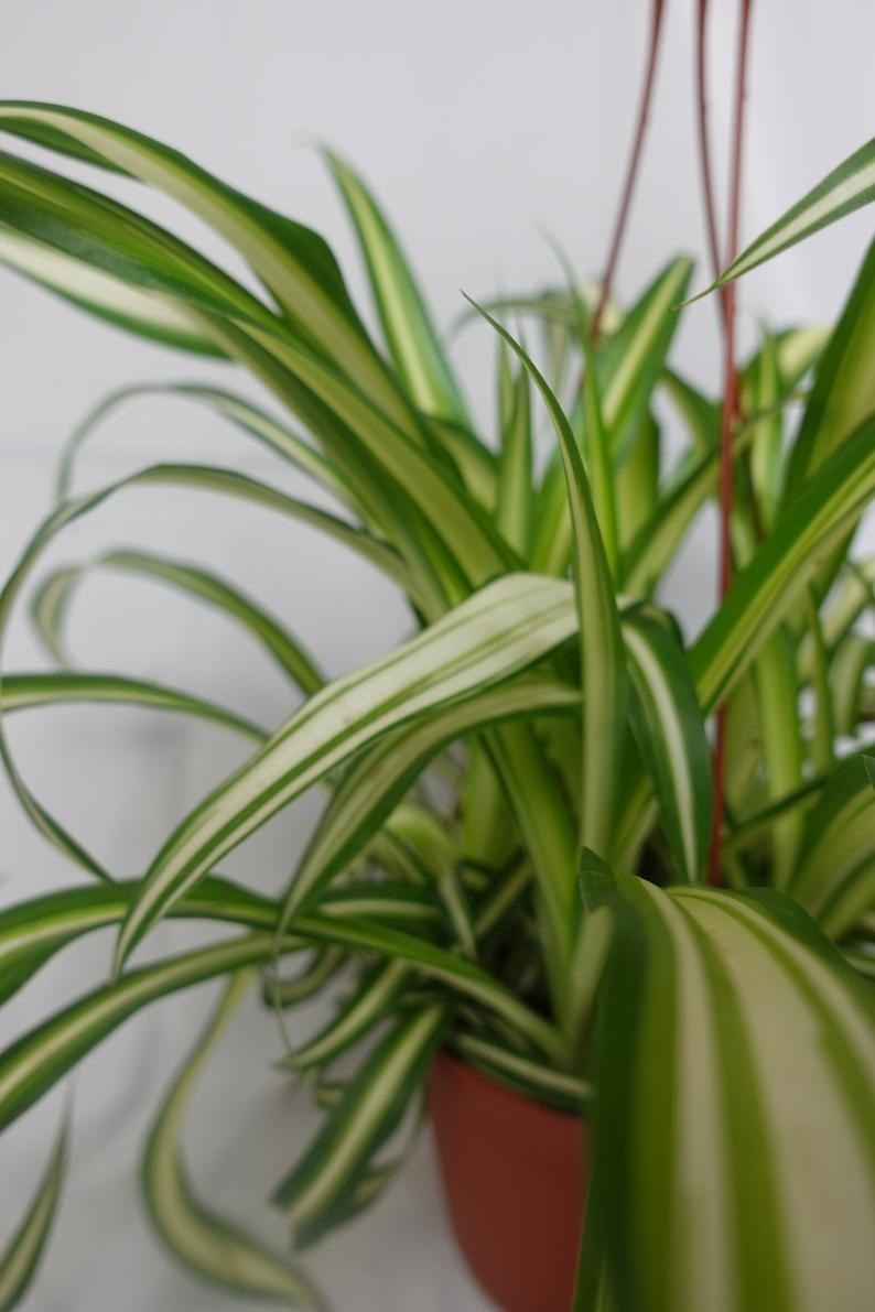 A close-up photo of Spider plant leaves