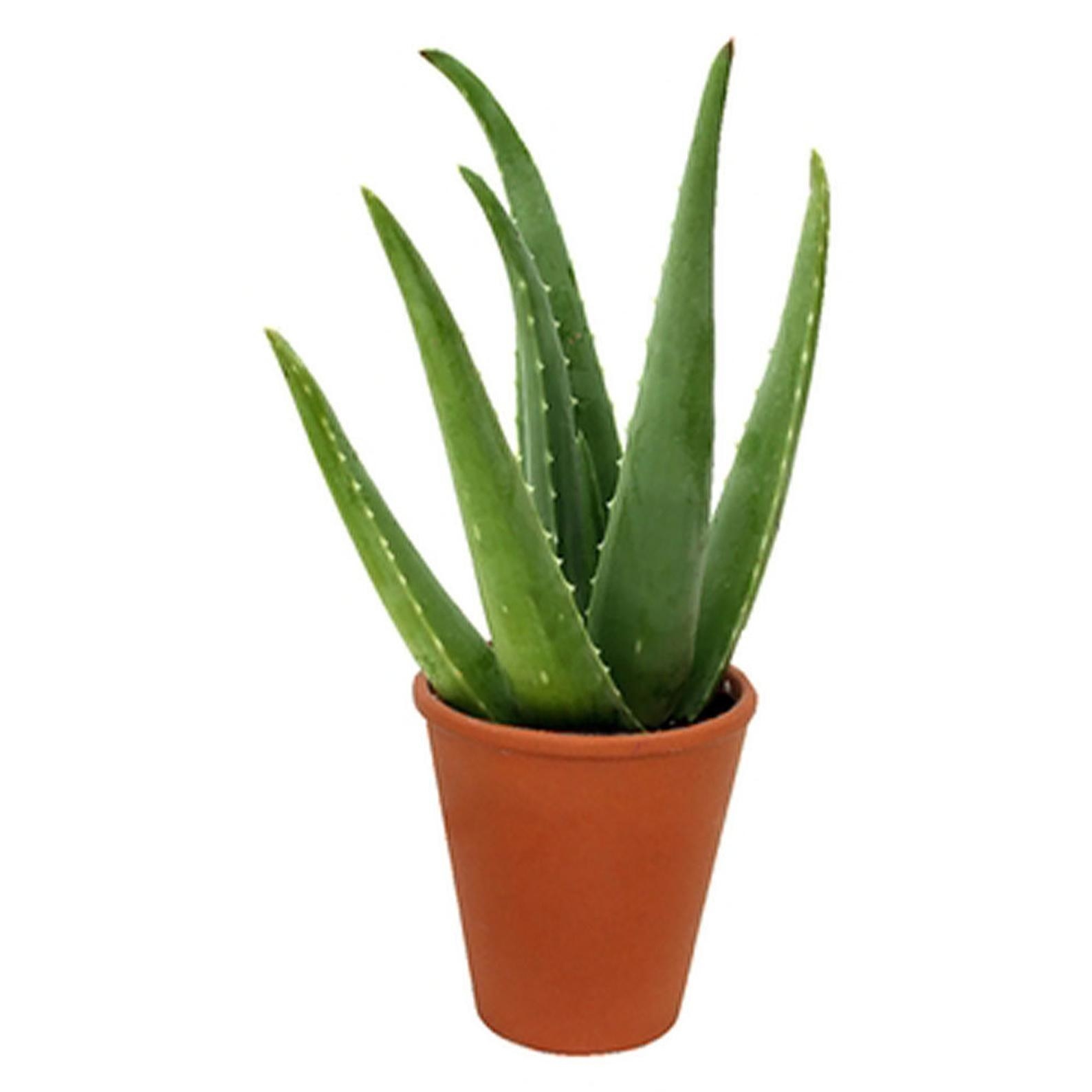 An Aloe plant