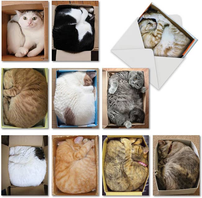 Cards with images of cats smushed into boxes 