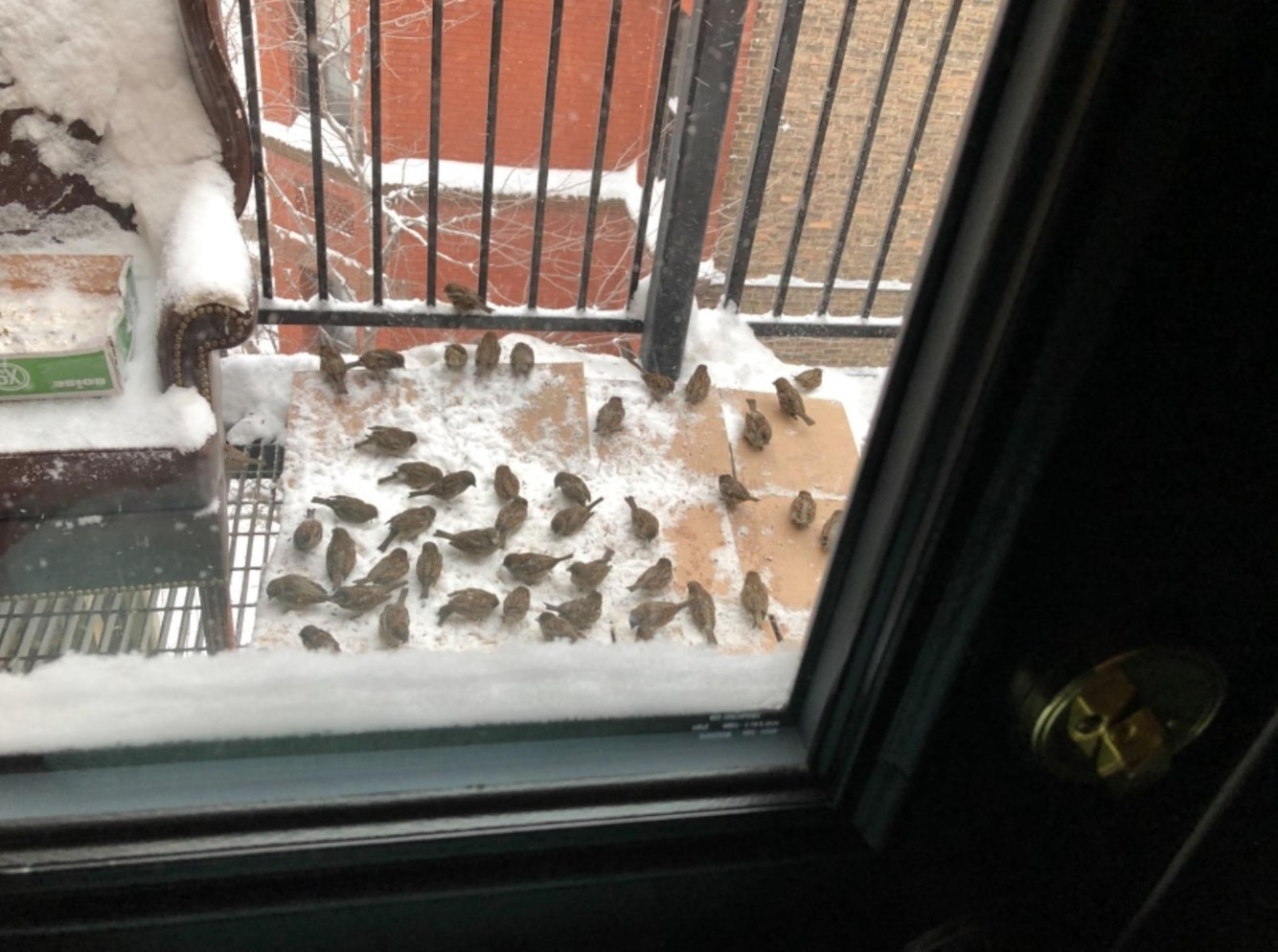 The reviewer&#x27;s photo of birds eating the bird food