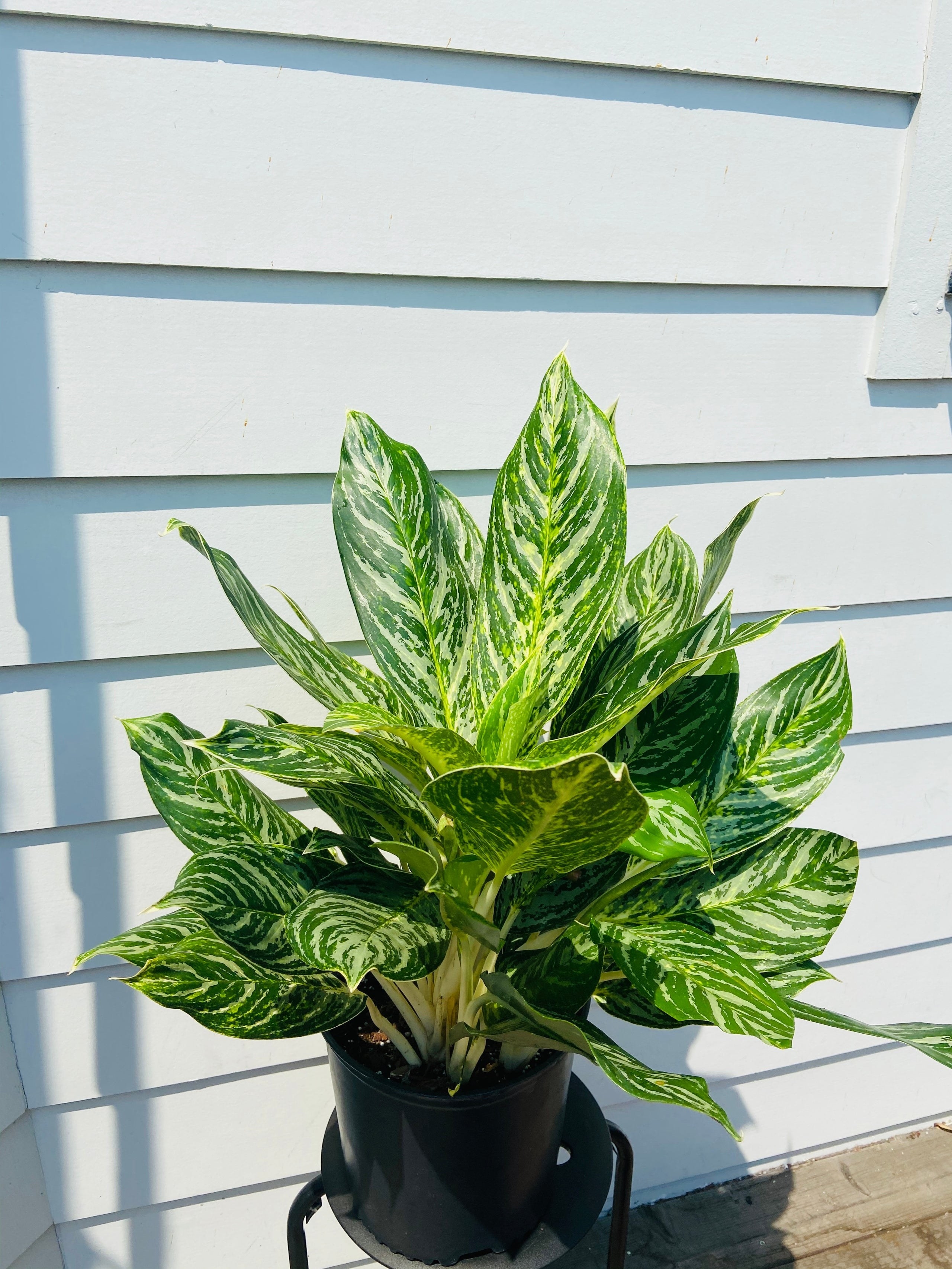 A Chinese Evergreen plant with lush foliage