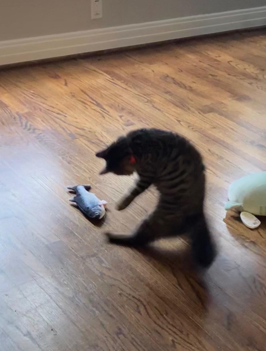 The electric flopping fish toy in blue being played with by the reviewer&#x27;s cat