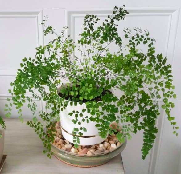 a reviewer&#x27;s photo of their plant in the white pot 