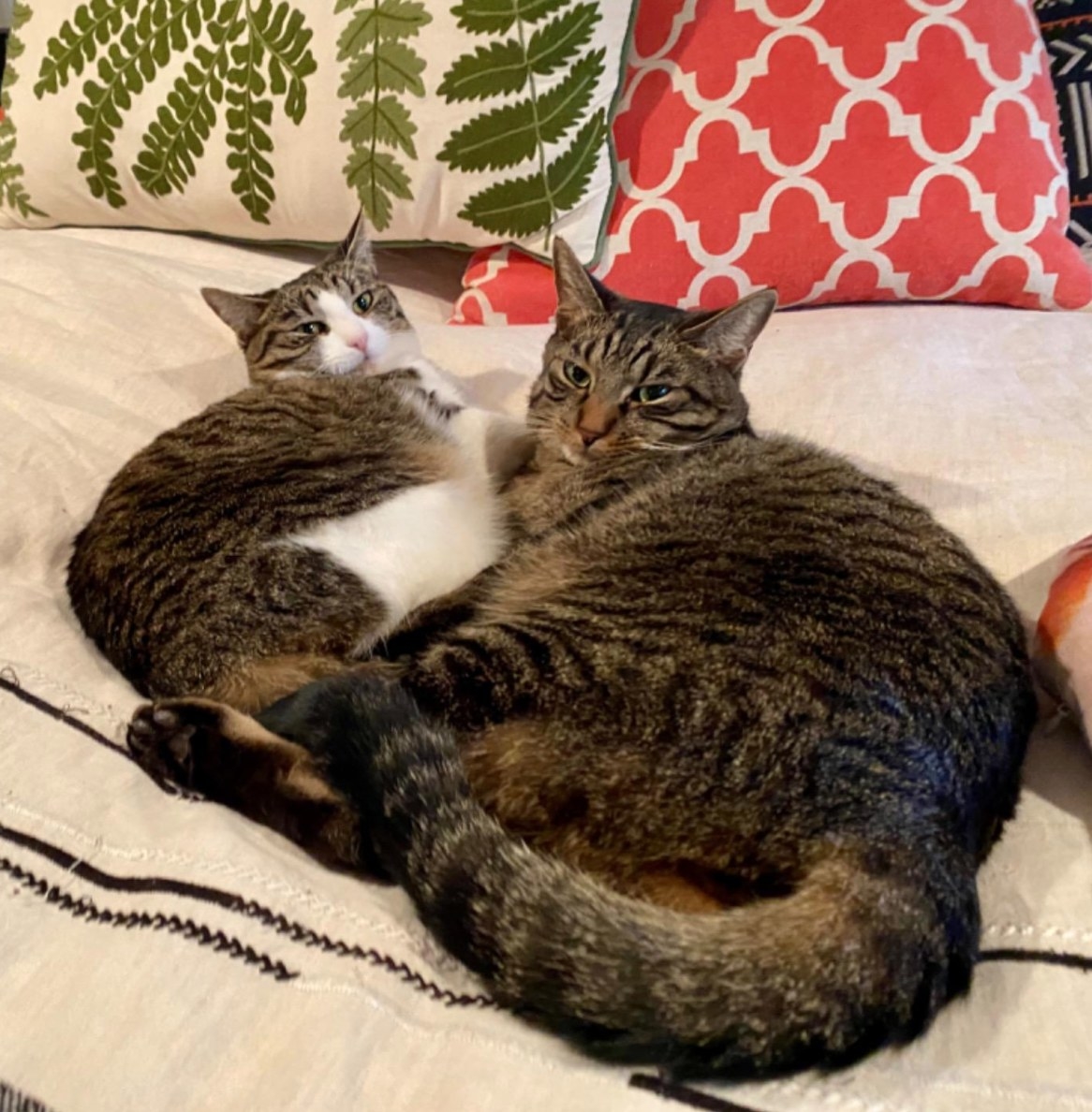 The reviewer&#x27;s cats relaxing after the classic calming diffuser