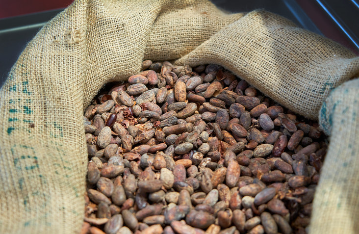 Burlap sack filled with fermented cocoa beans