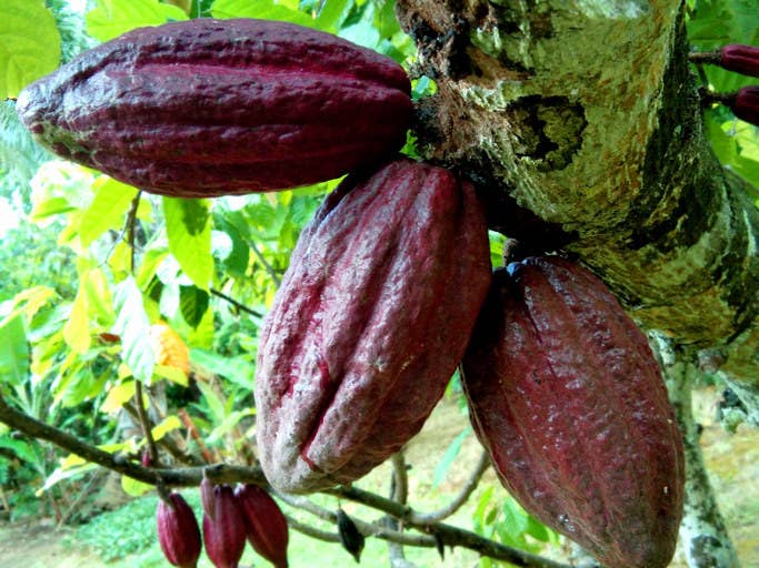 The Cacao Pod Is A Weird Place Where Chocolate Comes From