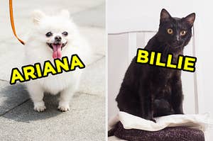 On the left, a fluffy Pomeranian puppy out for a walk labeled "Ariana," and on the right, a cat sitting on a stack of towels labeled "Billie"