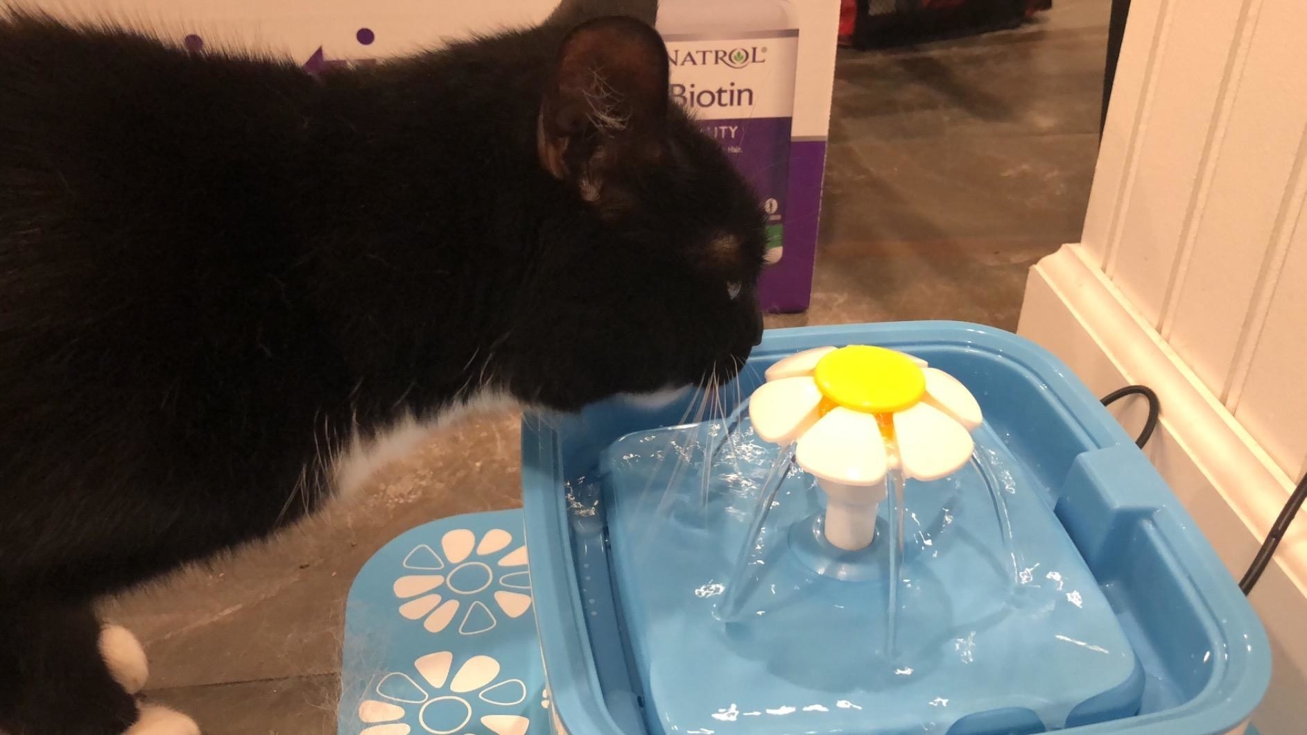 Reviewer image of quiet pet water system with silicone pad