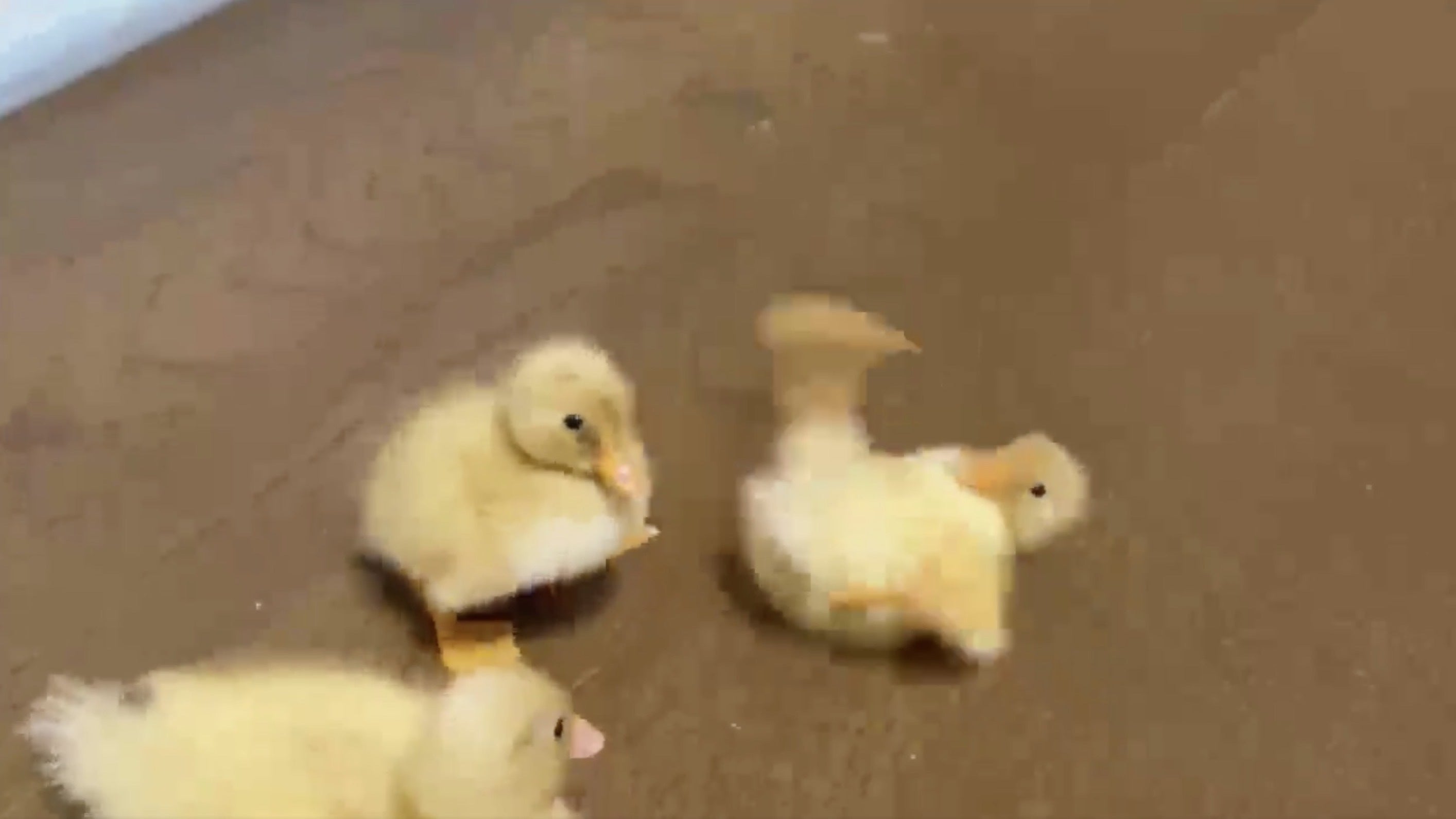 駄々っ子かよ ひっくり返った鳥の赤ちゃんが異次元レベルの可愛さだった