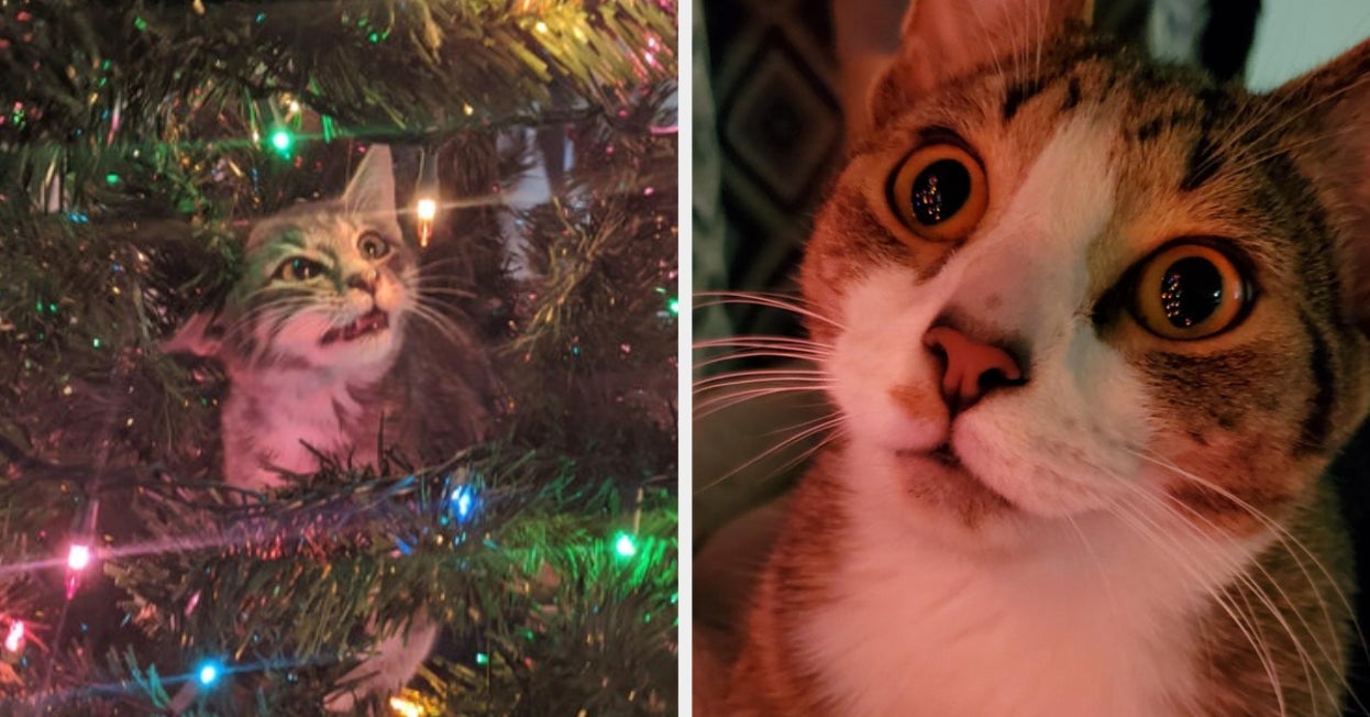 Cats That Love Christmas Lights More Than You Ever Will