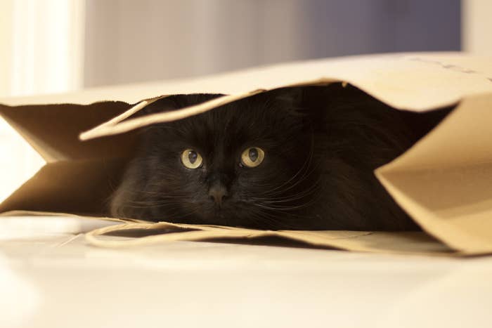 Black cat in brown paper back. 