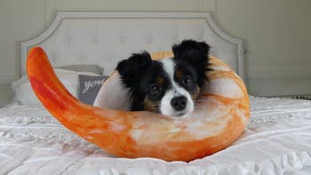 A dog using the travel pillow