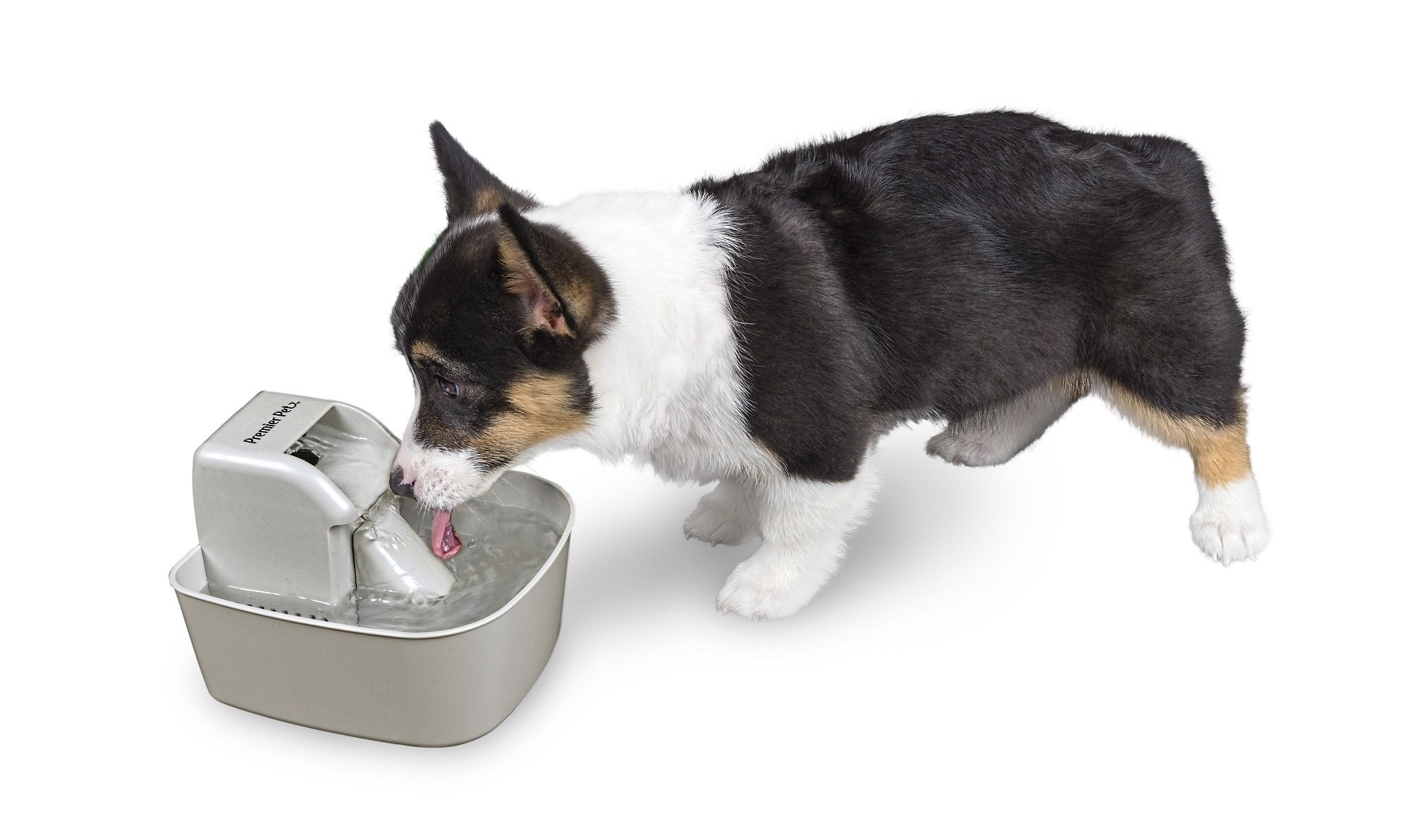 dog drinking out of a grey automatic water fountain