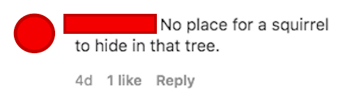 a comment that says no place for a squirrel to hide in that tree
