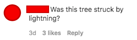 a comment that says was this tree stuck by lightning